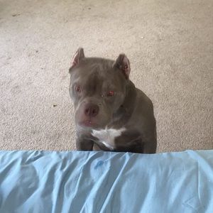 Meet your Posher, Ronaldo